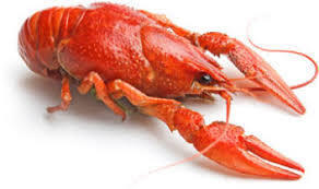 0.5 Lb Crawfish