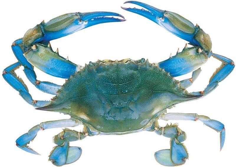 0.5 Lb Blue Crab